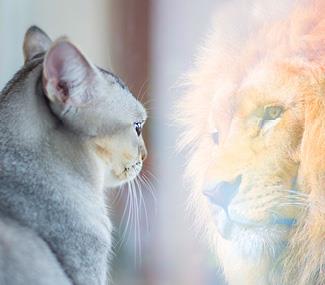 cat looking in mirror sees lion