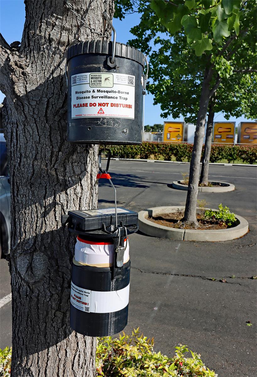 Two hanging bucket style mosquito traps in a tree