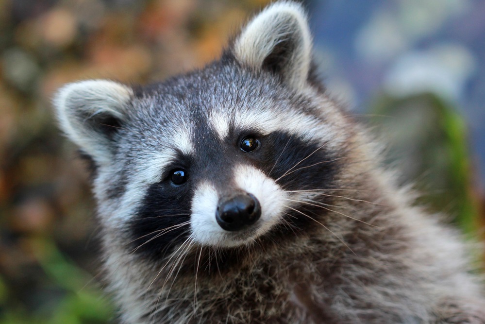 Raccoon_39437561_m-2015.jpg