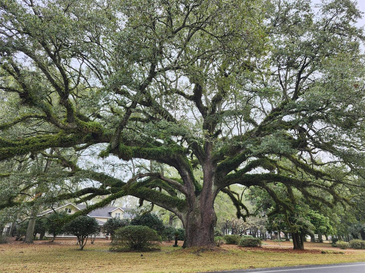 Certainly Heritage Tree in Alabama. Had to Uturn to get a photo