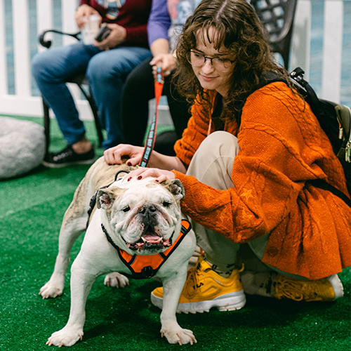woman petting a bulldog rescue