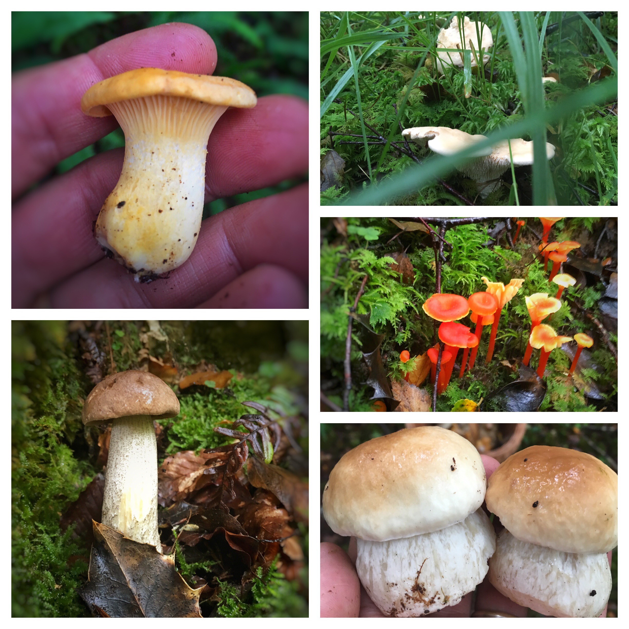 Guide to Foraging 1 - Ulrich Hoeche | Chef Network Guide to Foraging 1 - Ulrich Hoeche | Chef Network