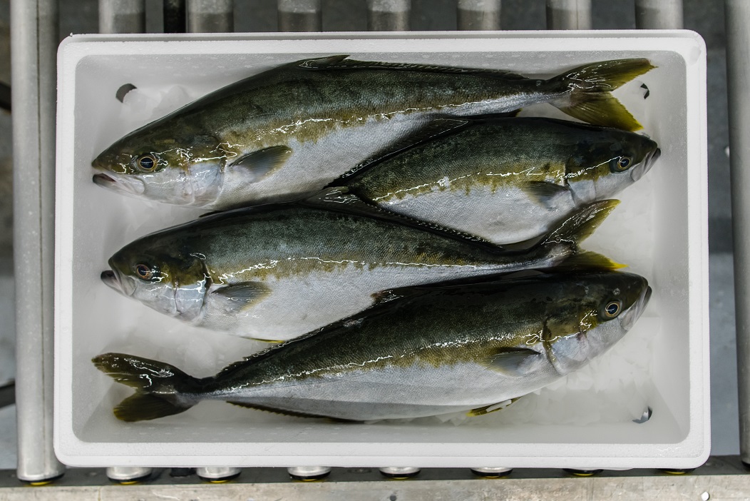Fish | Chef Network Fish | Chef Network