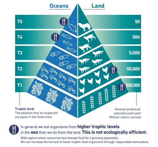 The Trophic Scale | Chef Network The Trophic Scale | Chef Network