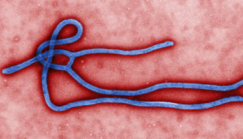 ebola.png