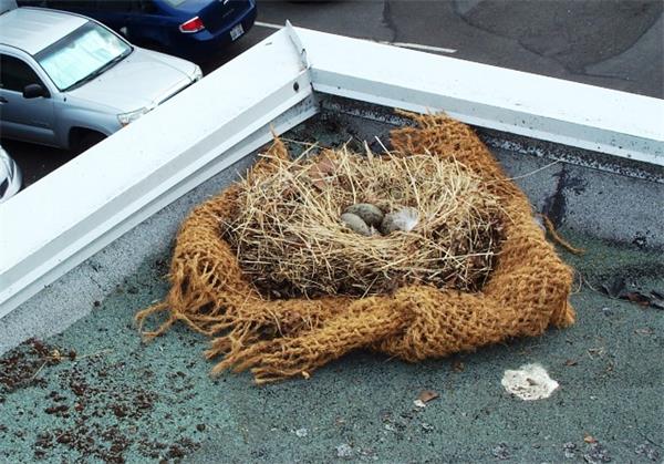 Migratory Bird Treaty Act Nest Removal