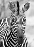 Zebra in Pilanesberg National Park, Site of ILA Pretoria Pre/Post Con Events 