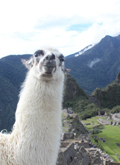 Llama overlooking Machu Picchu - Site of Lima Post-Conference Event
