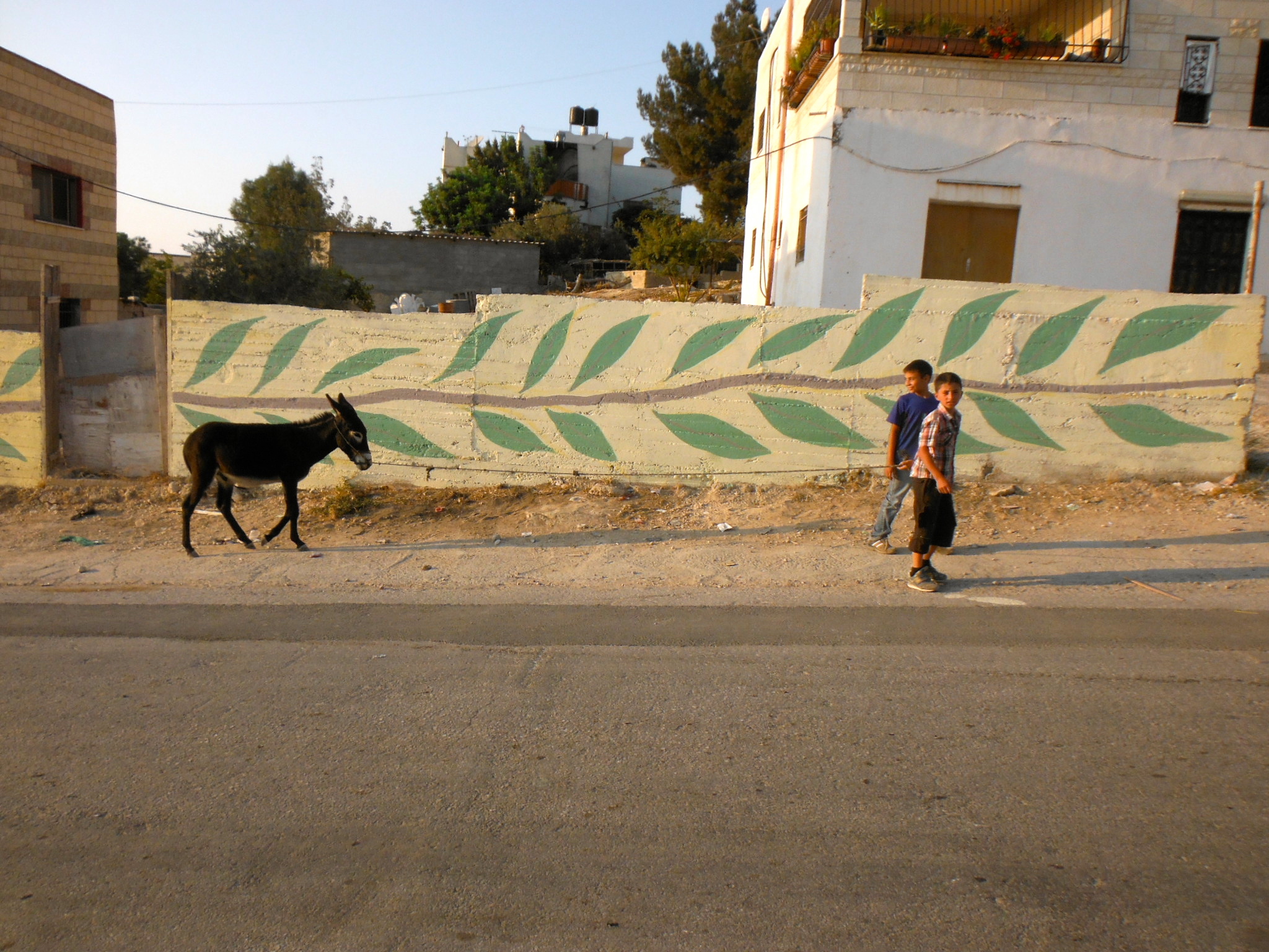 Olive branches, a donkey and two boys of Bil’in.