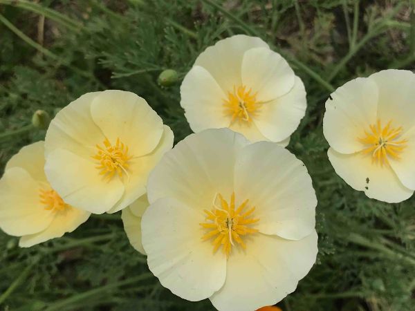 Closeup of White Linen California Poppies