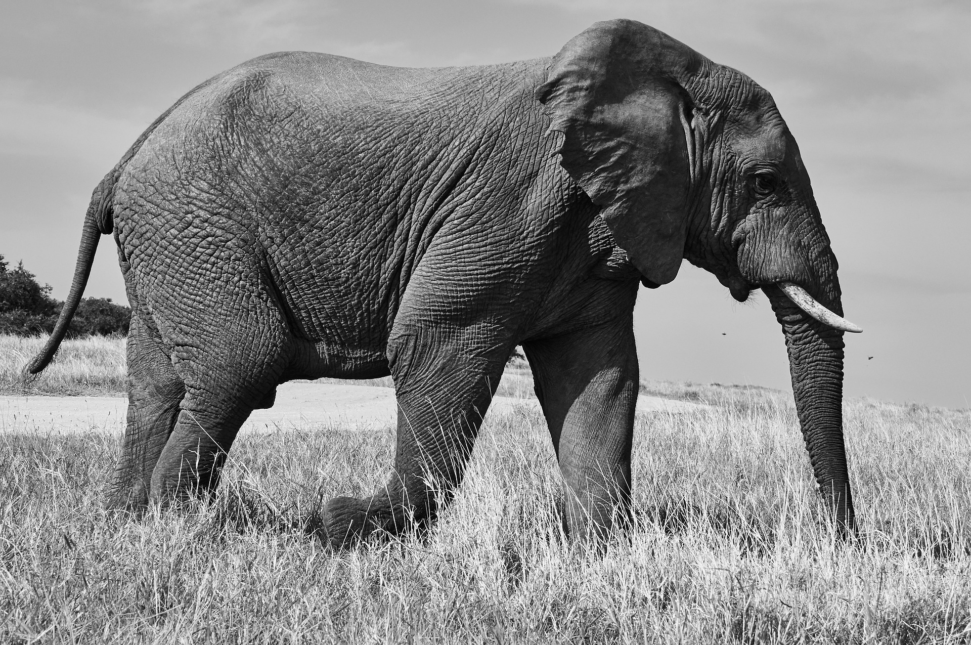 elephant-4206049_1920.jpg