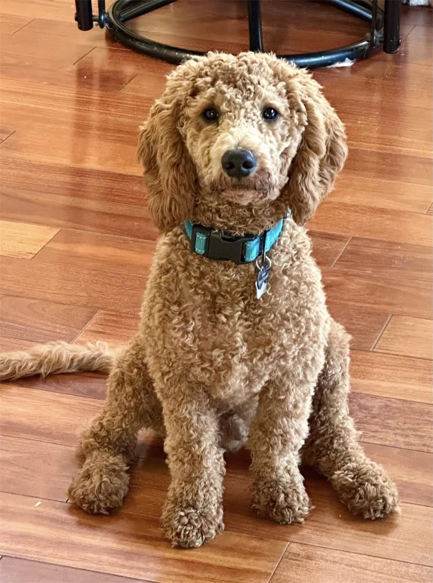 Engaging Dog