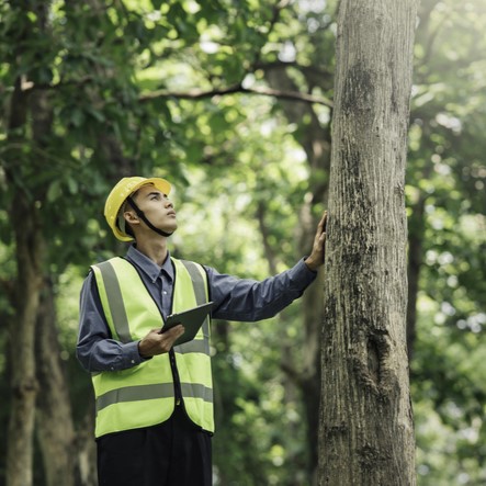 Male Environmental Engineer Check resource forestry for Nature conservation and ecosystem management. Male engineer wearing a helmet in midst forest