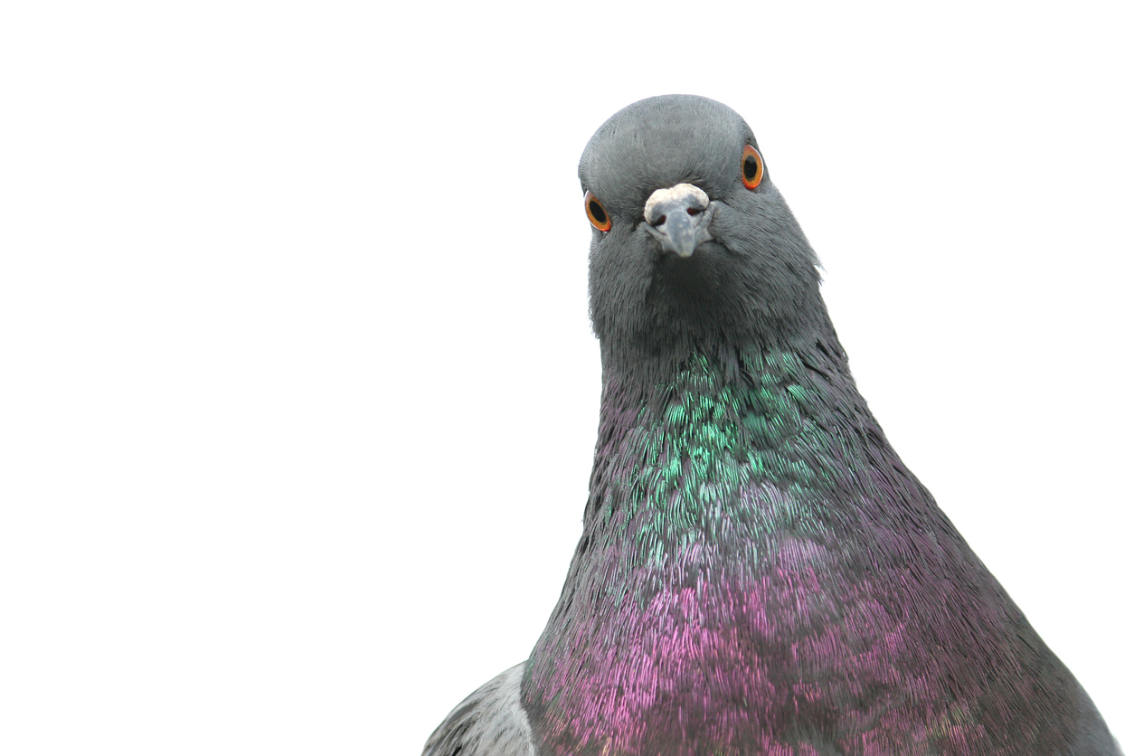 Pigeon-92017747_1254x836.jpeg