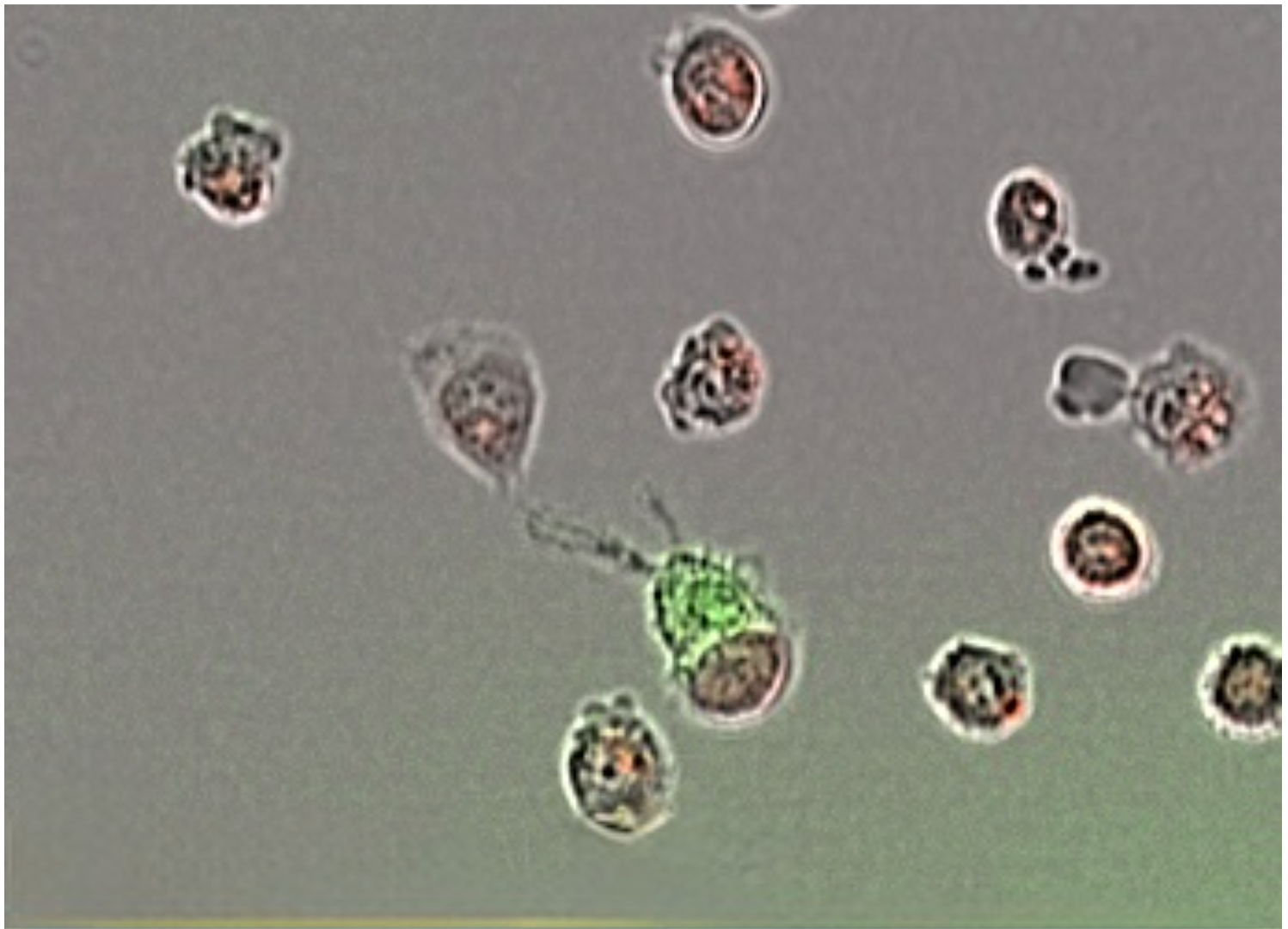 Your submission image