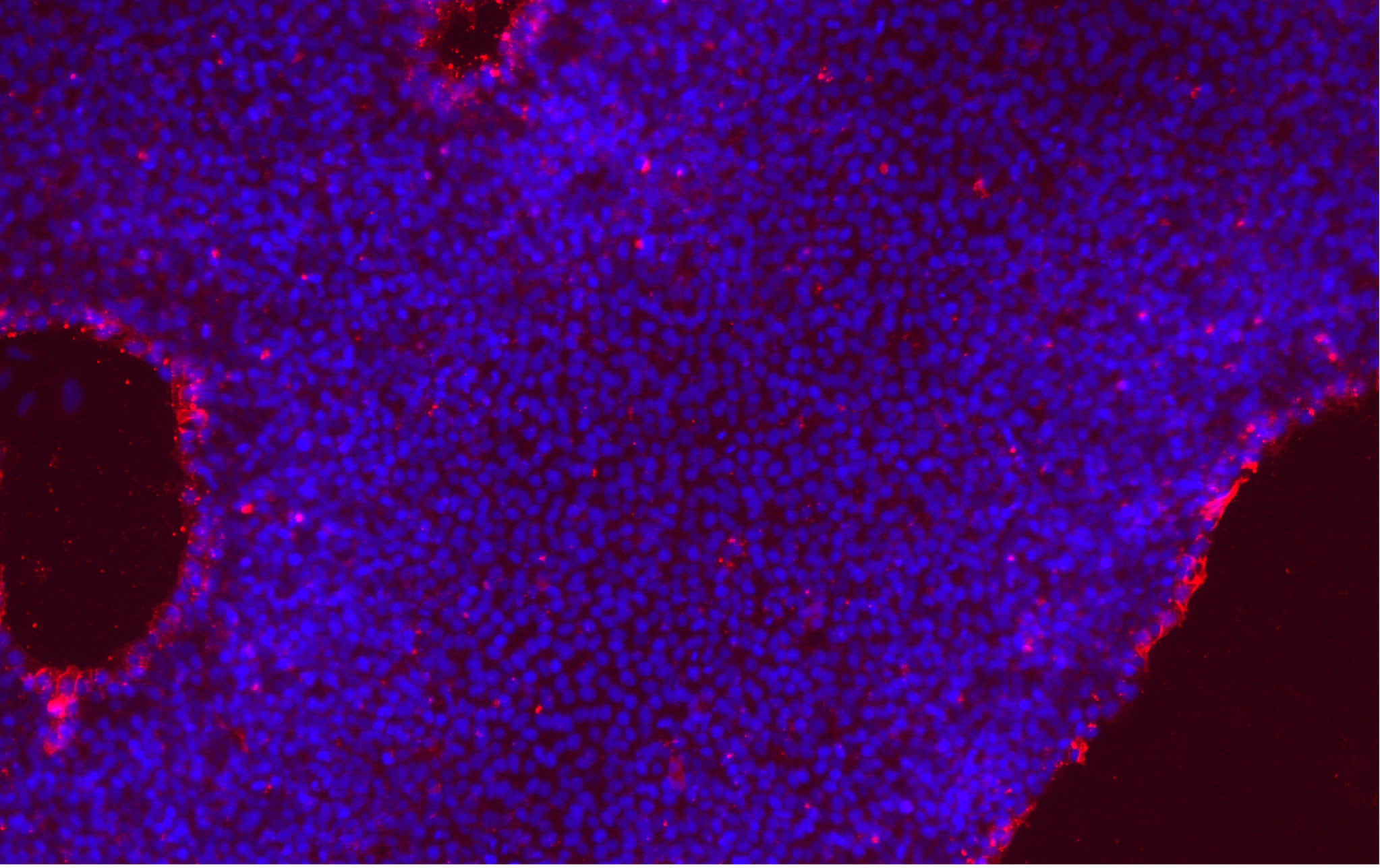 Your submission image