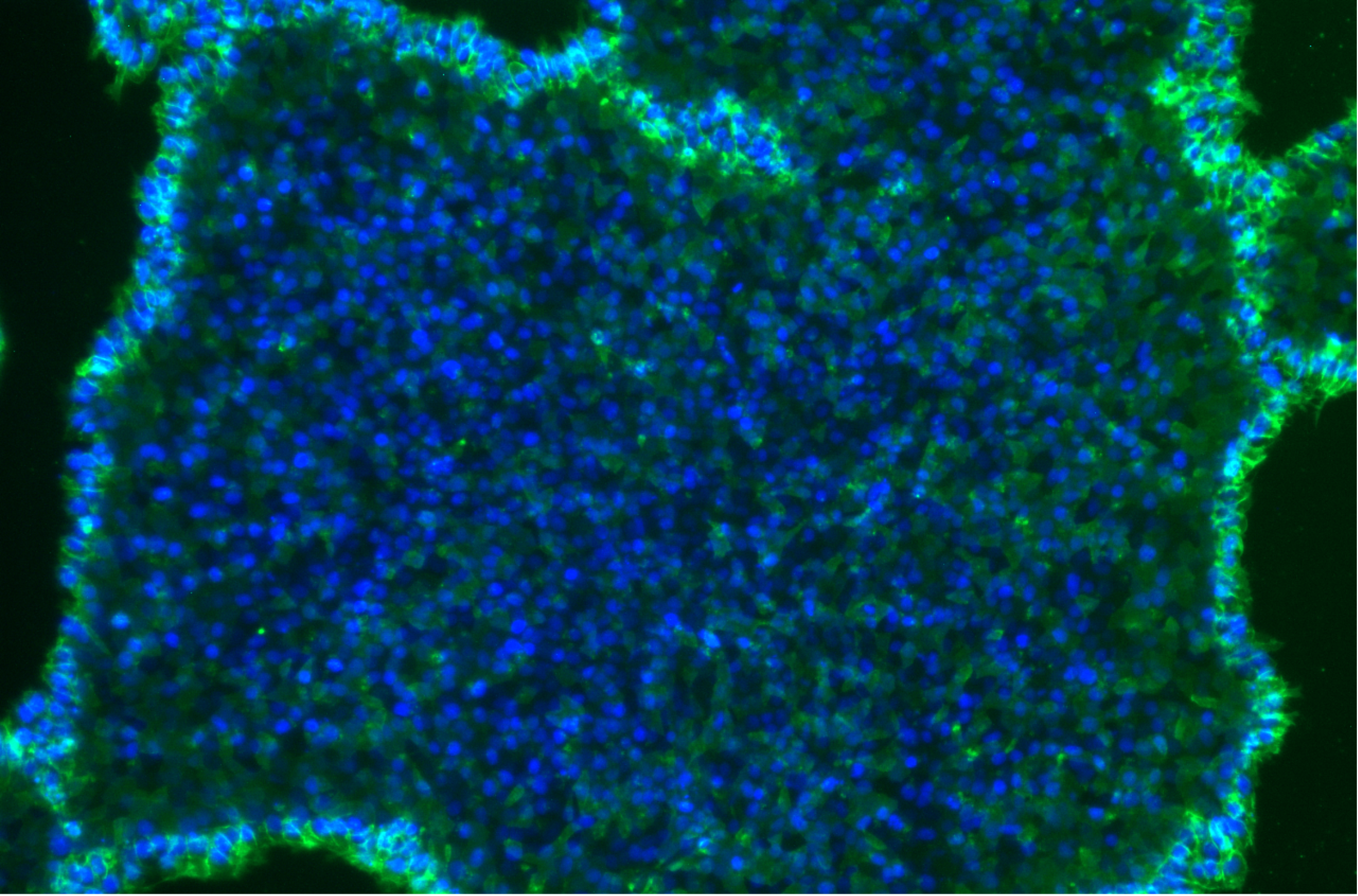 Your submission image