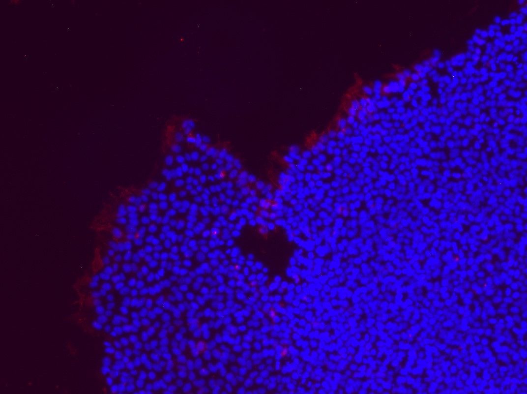 Your submission image