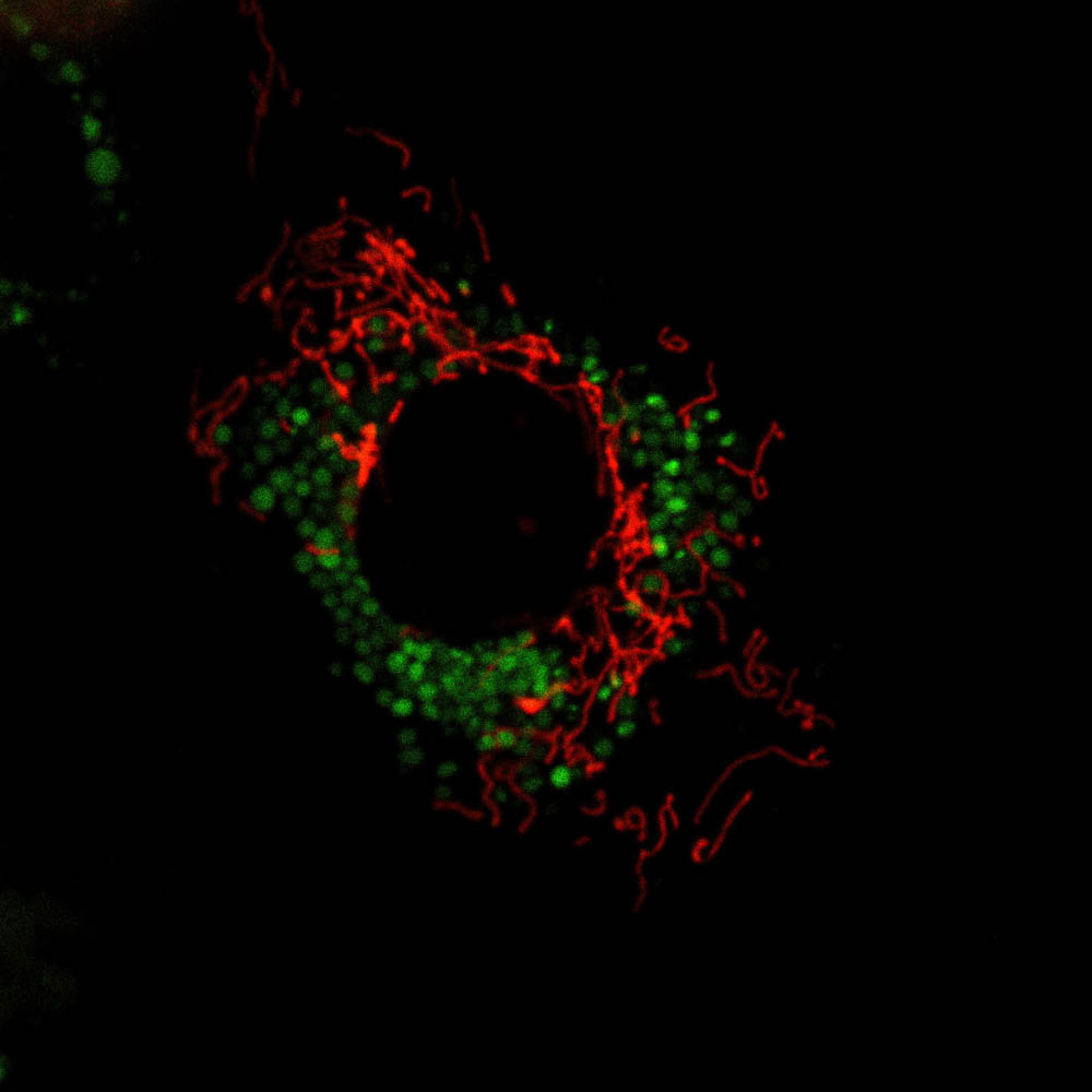 Your submission image