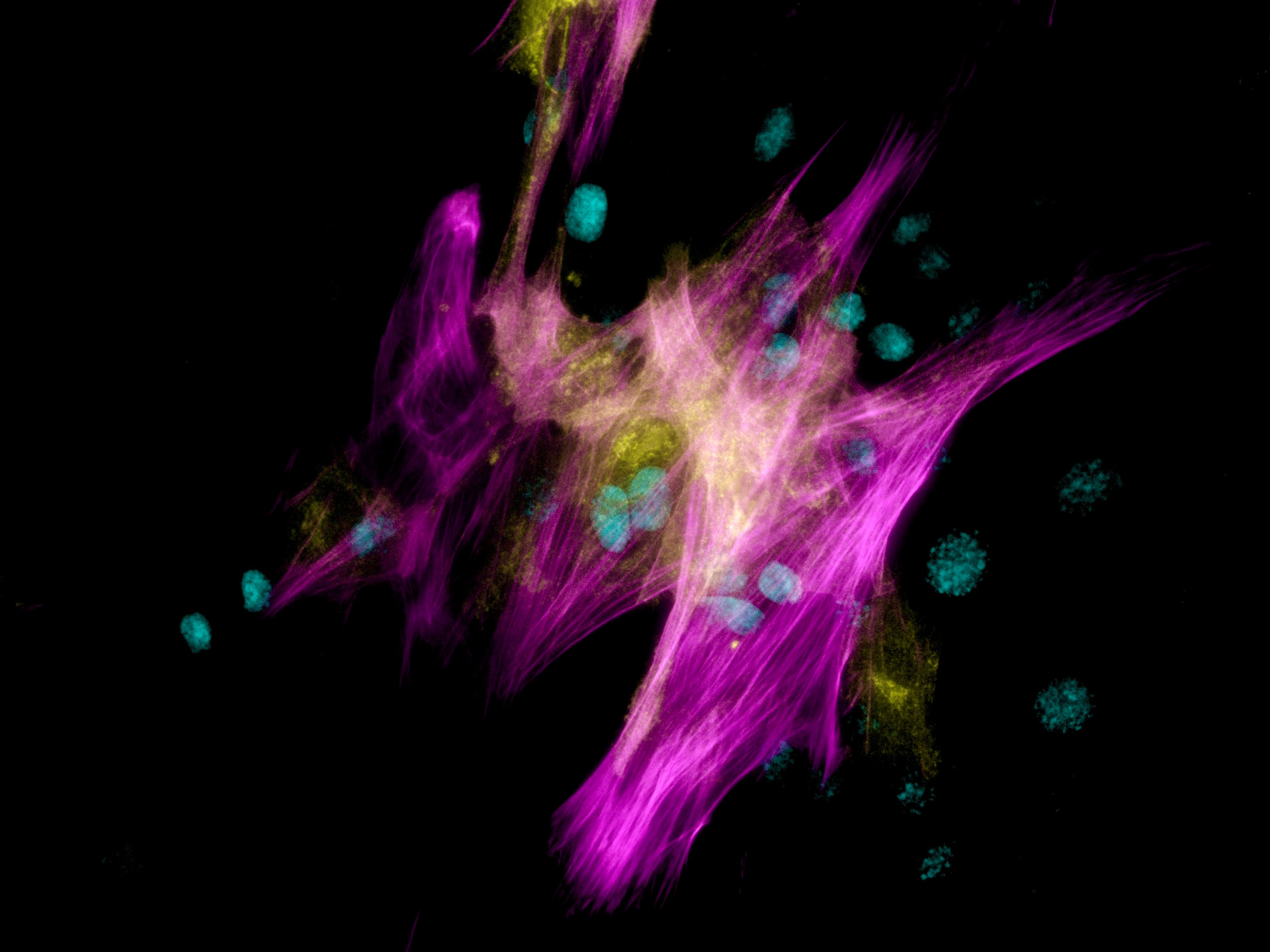 Your submission image