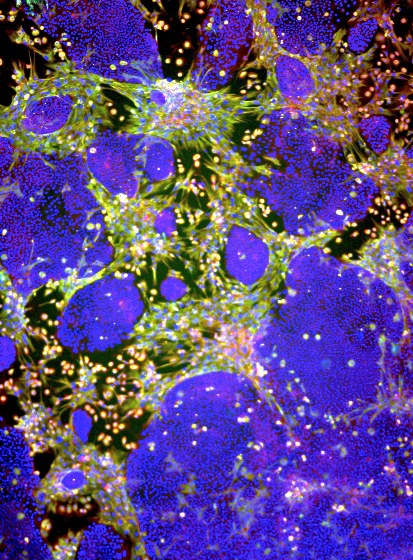 Your submission image