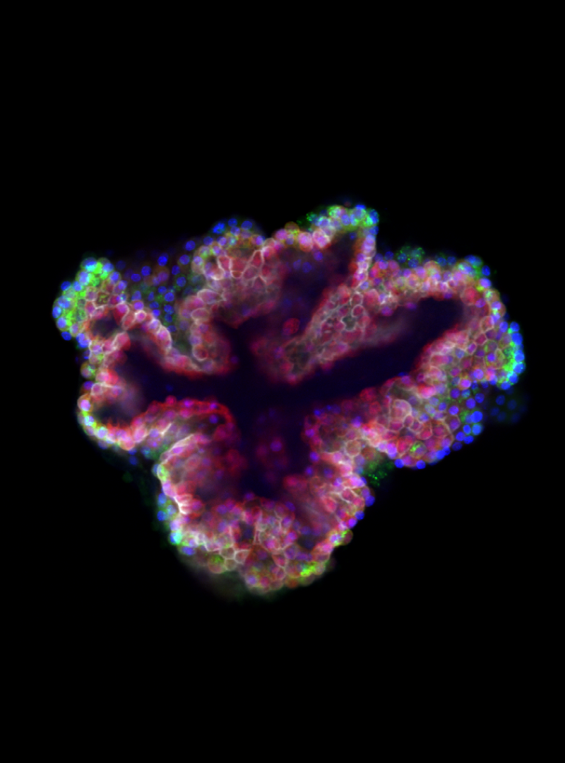 Your submission image