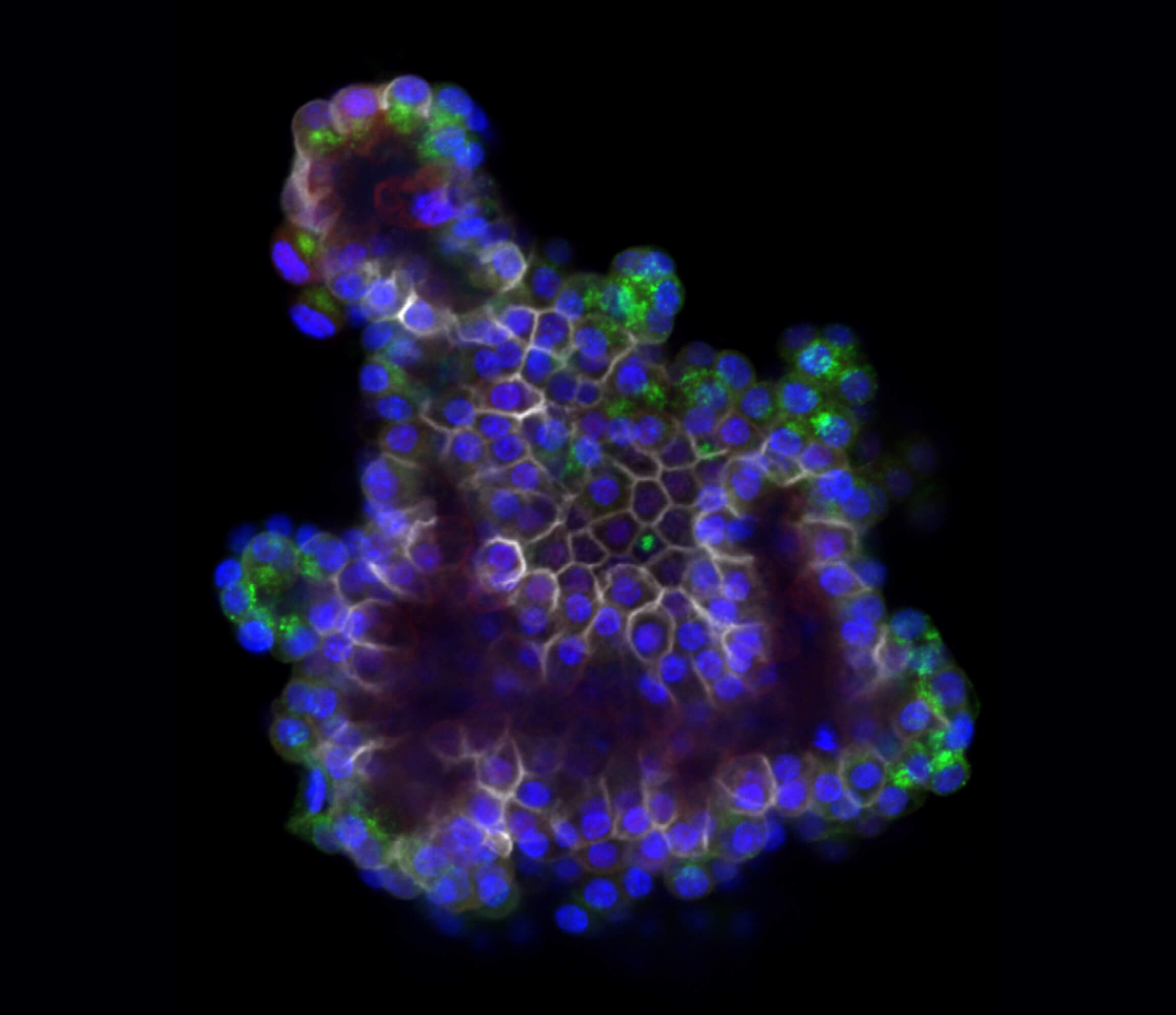 Your submission image