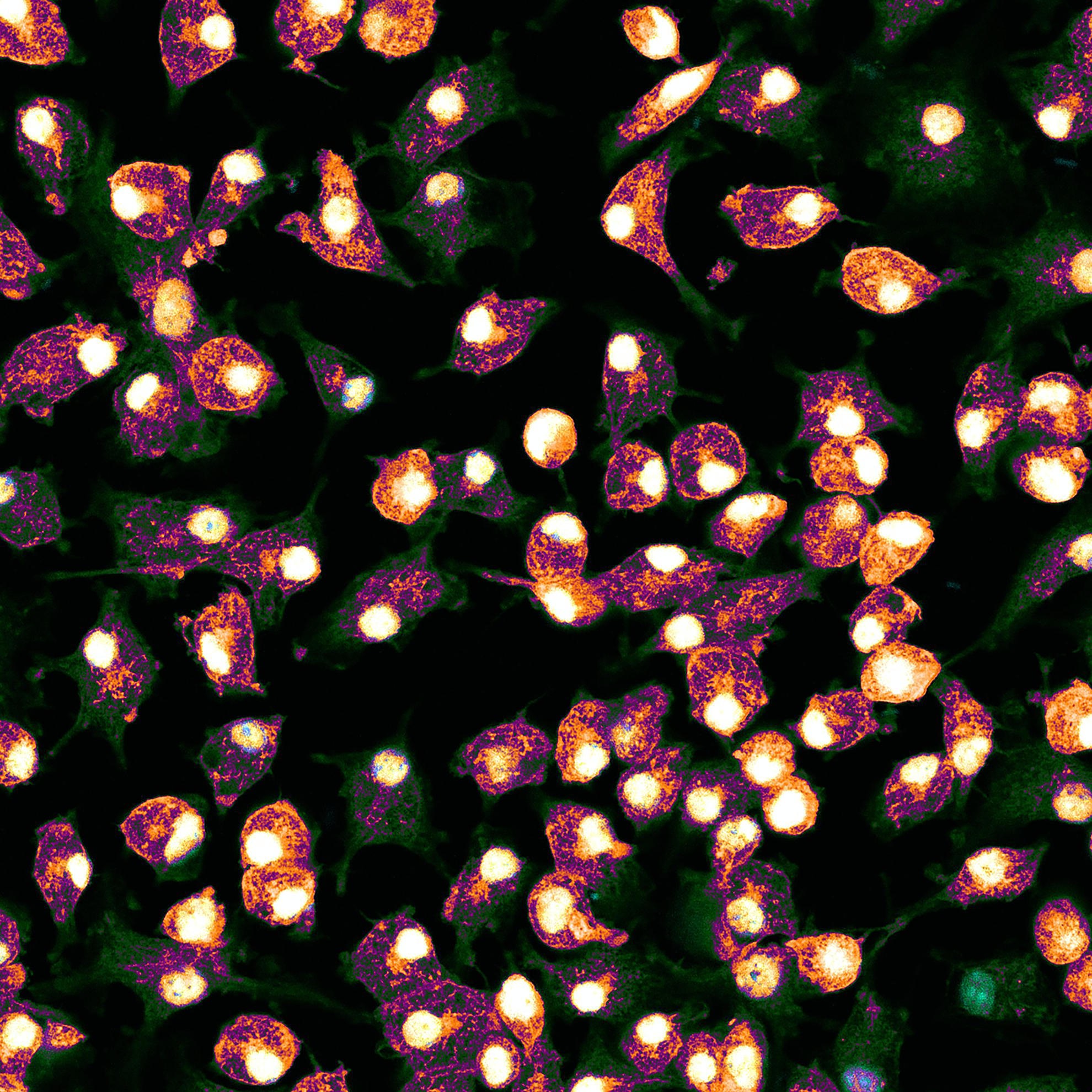 Your submission image