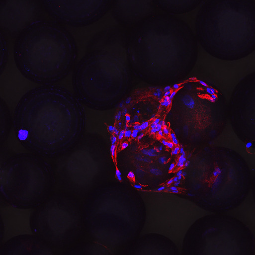 Your submission image