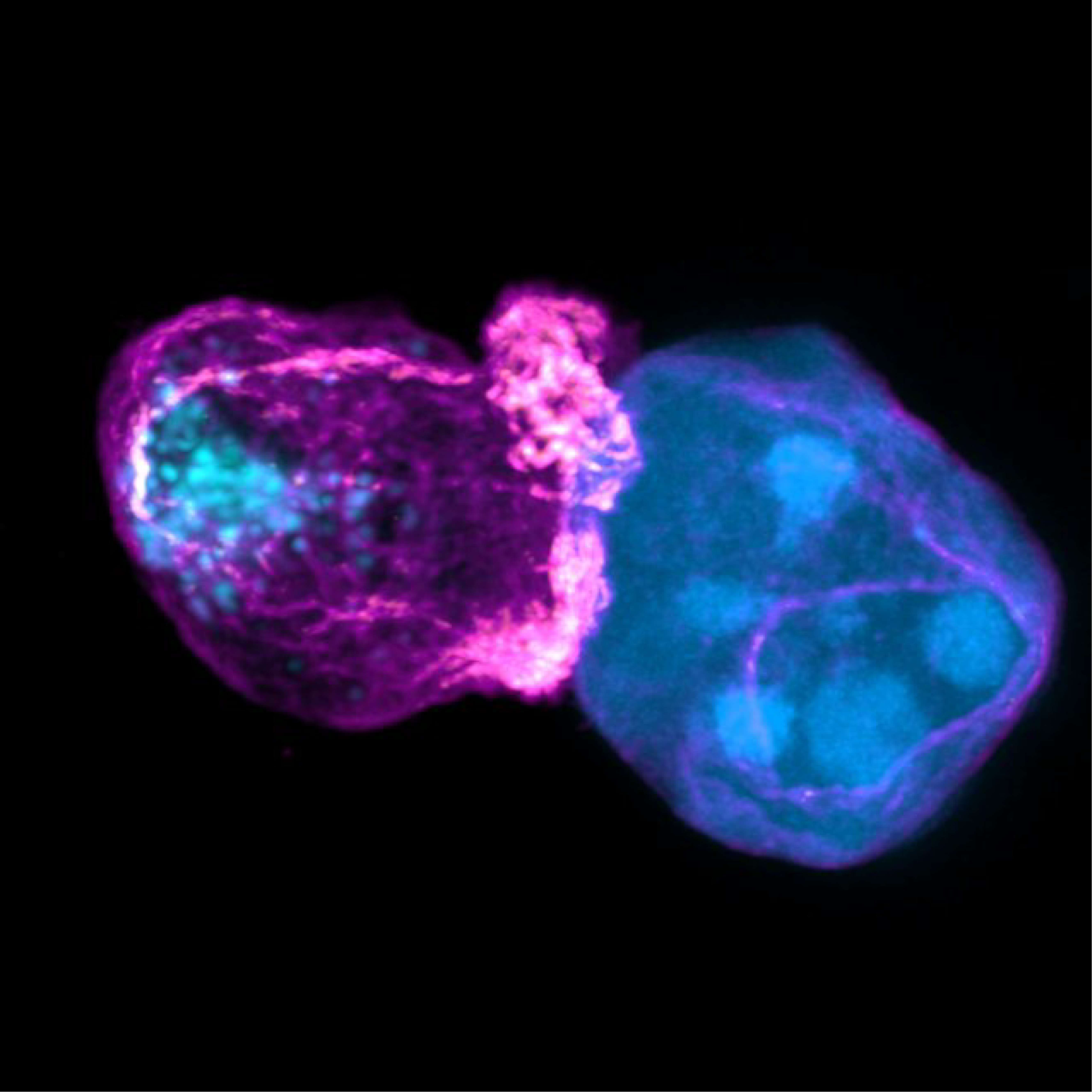 Your submission image