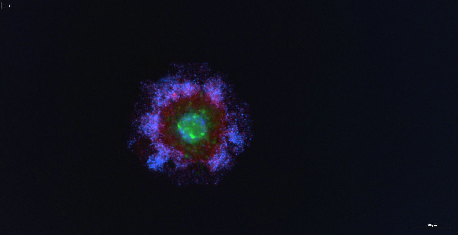 Your submission image