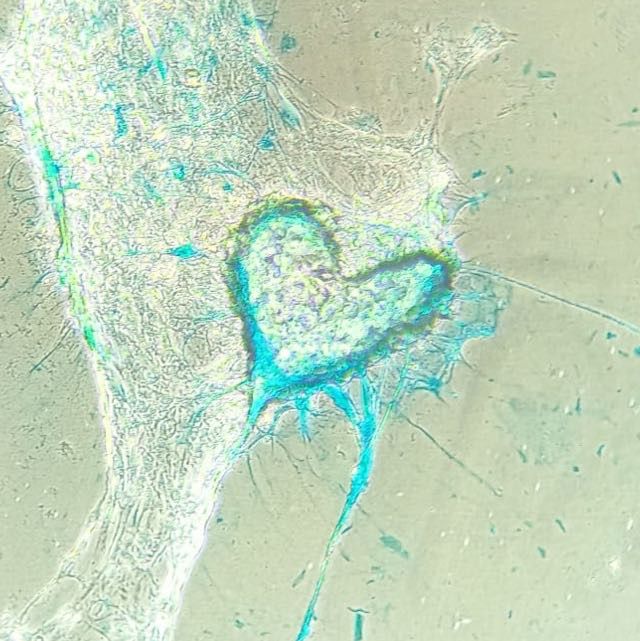 Your submission image