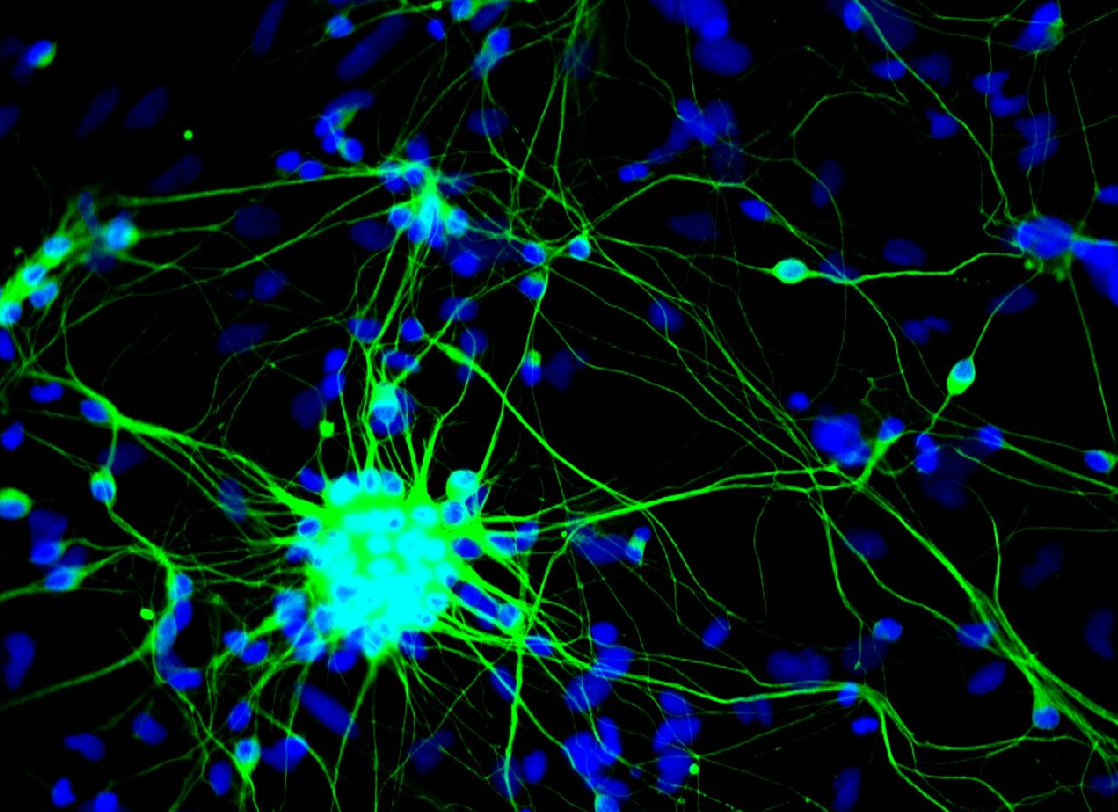 Your submission image