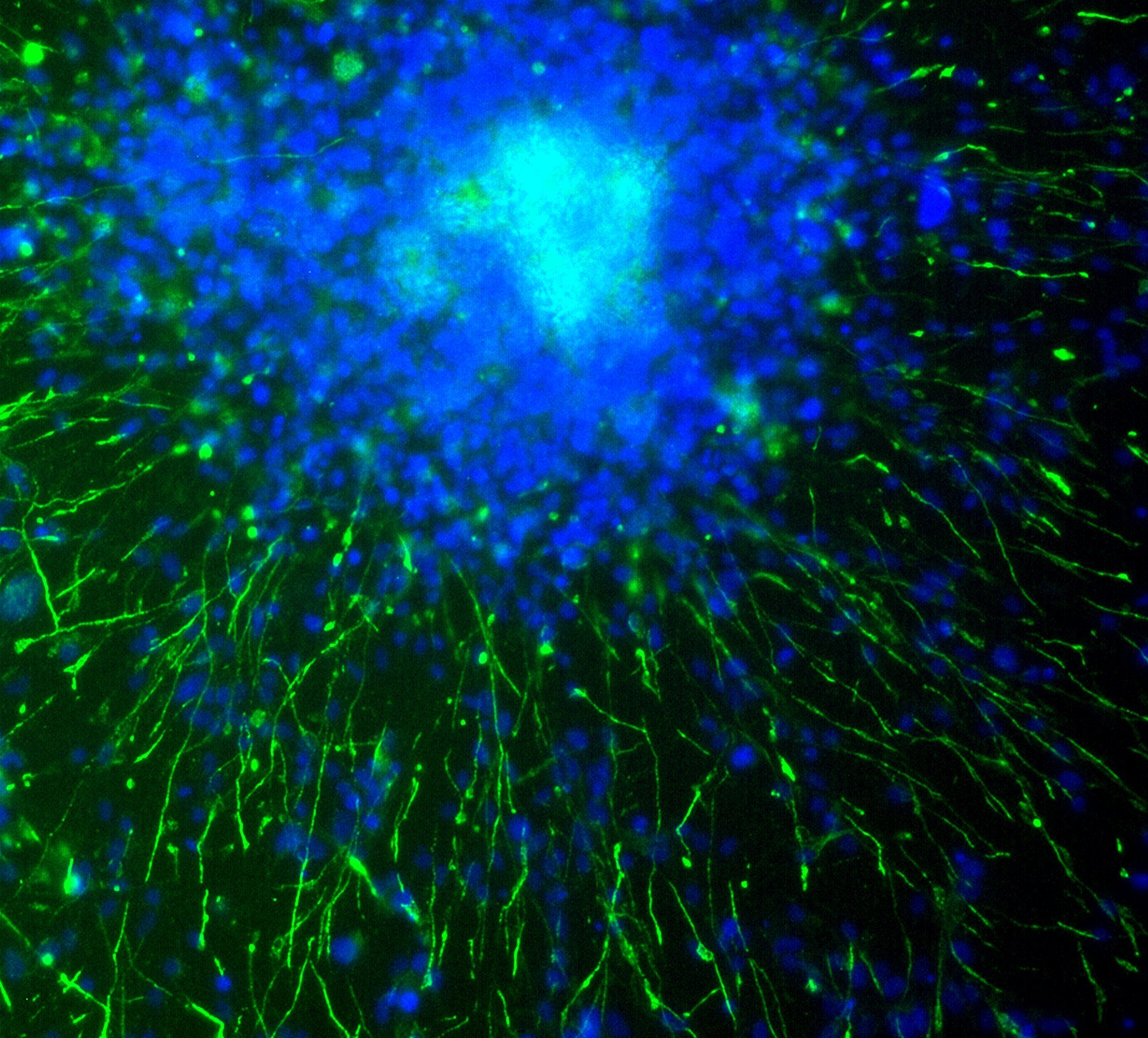 Your submission image