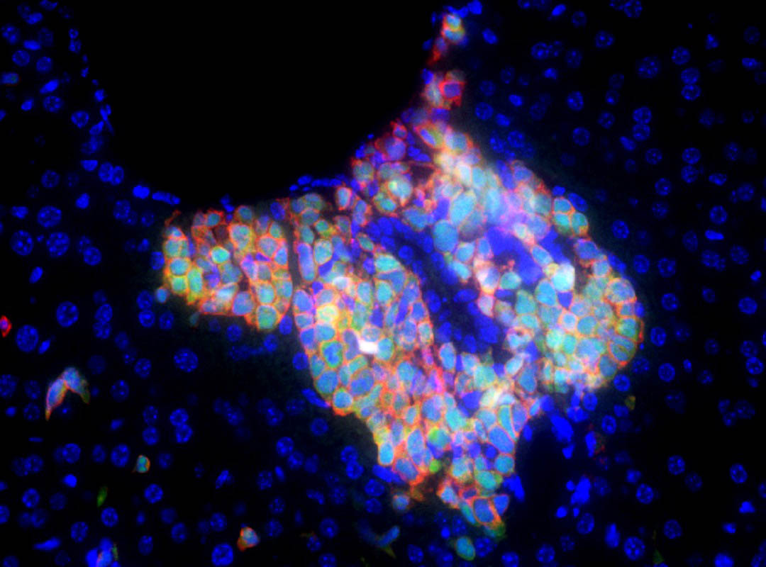 Your submission image