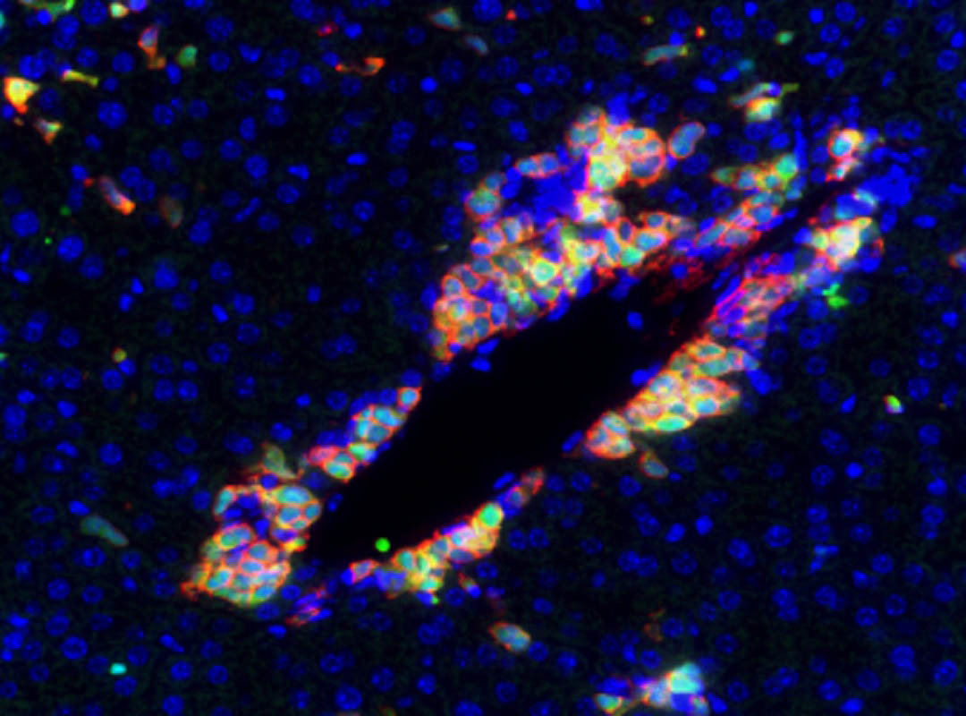 Your submission image