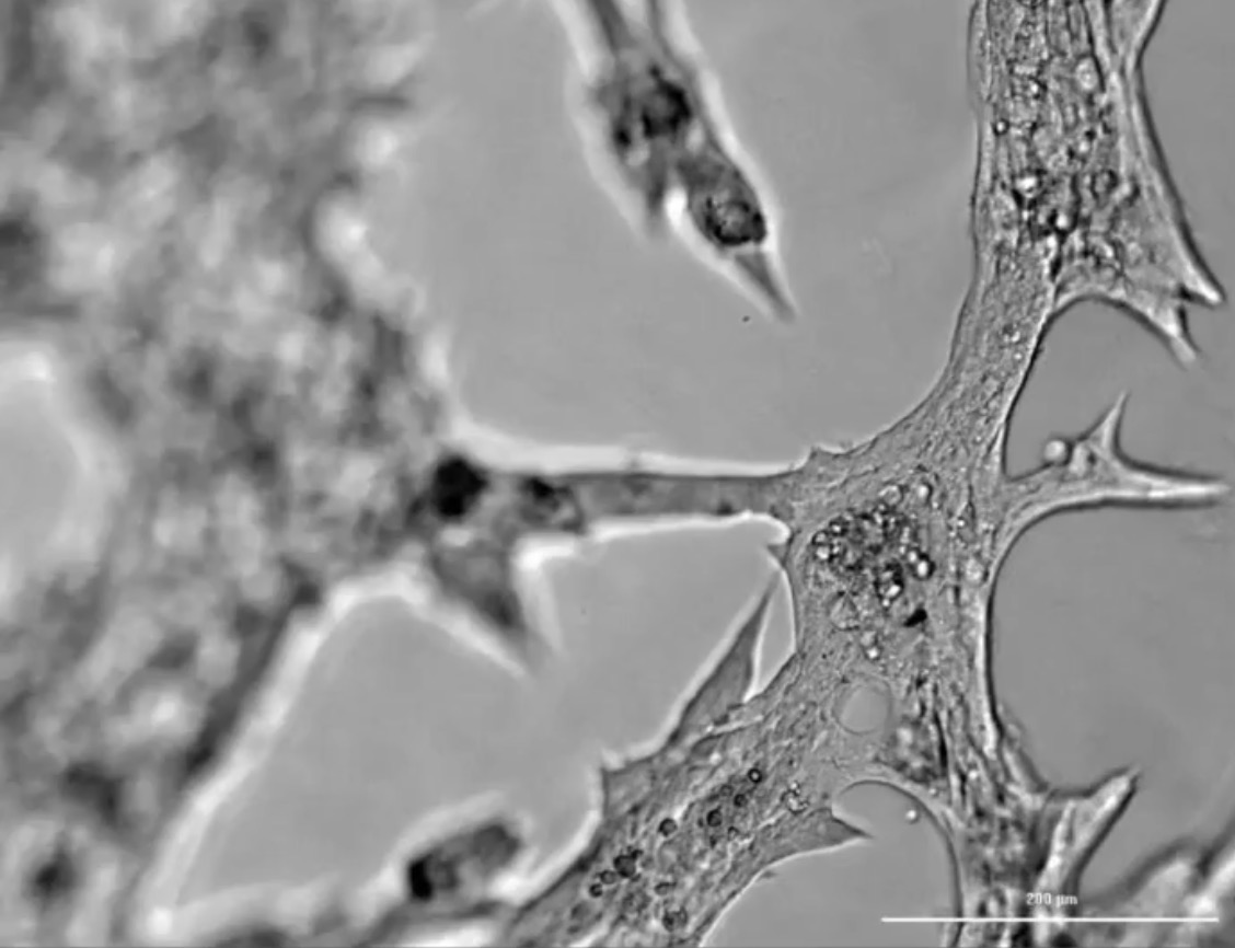 Your submission image