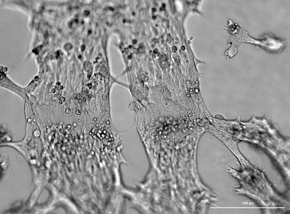 Your submission image