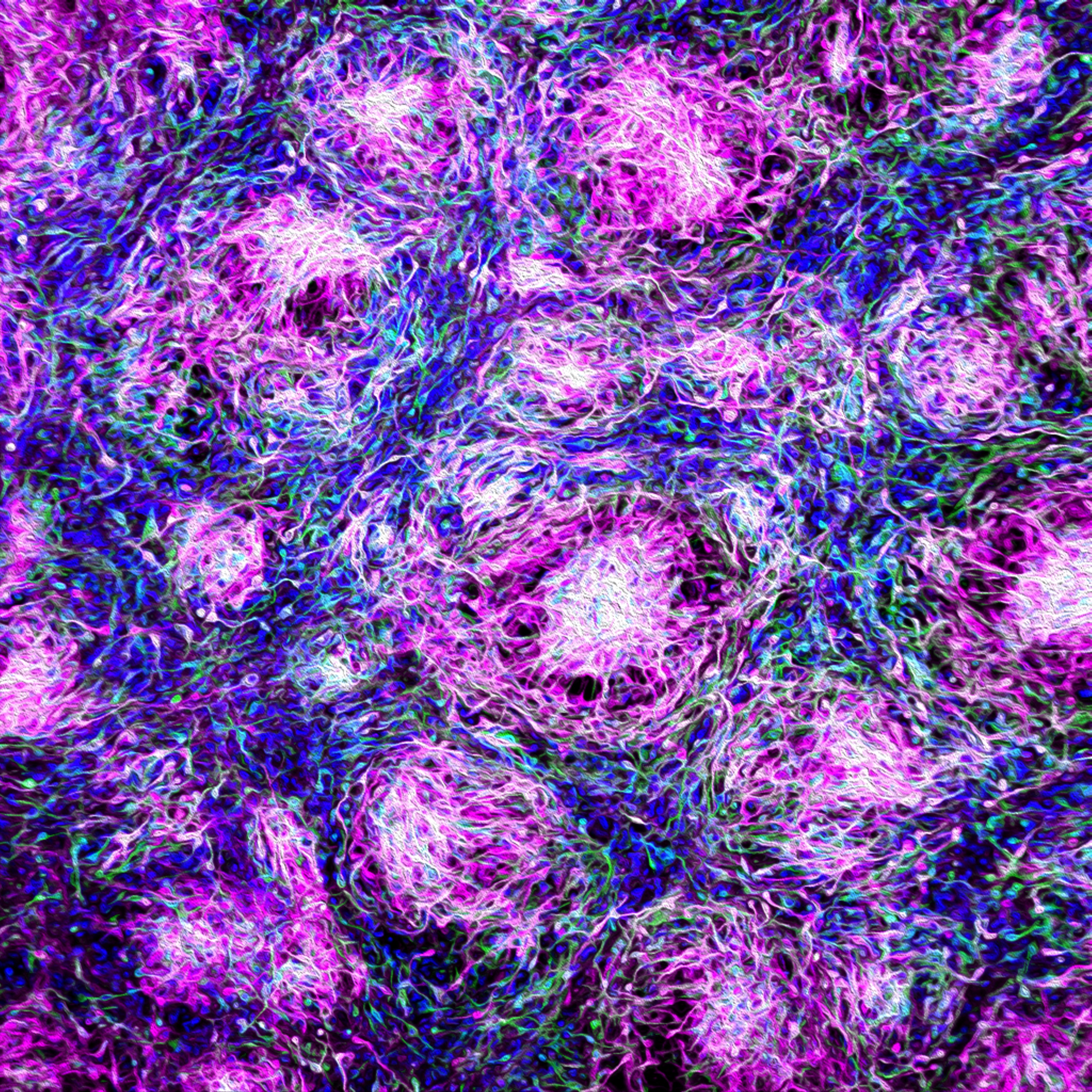 Your submission image