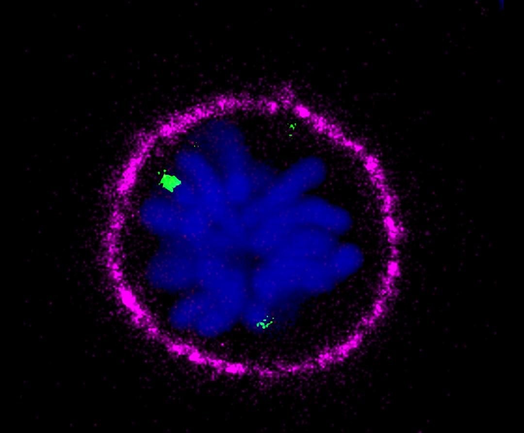 Your submission image