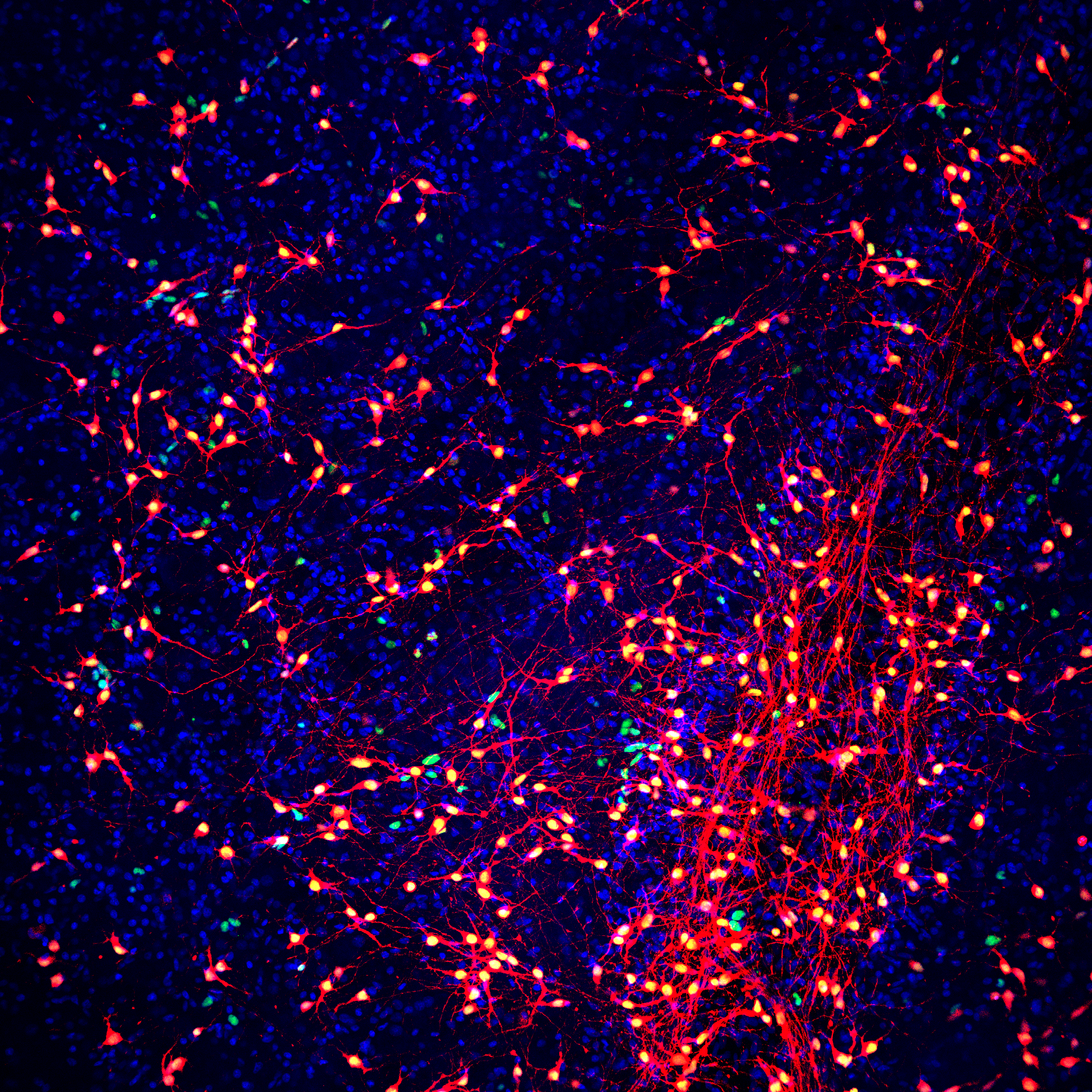 Your submission image