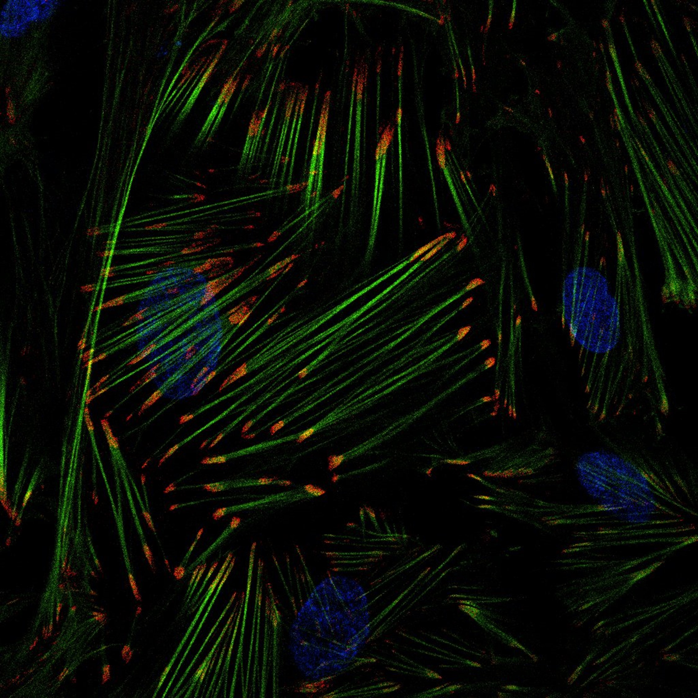 Your submission image