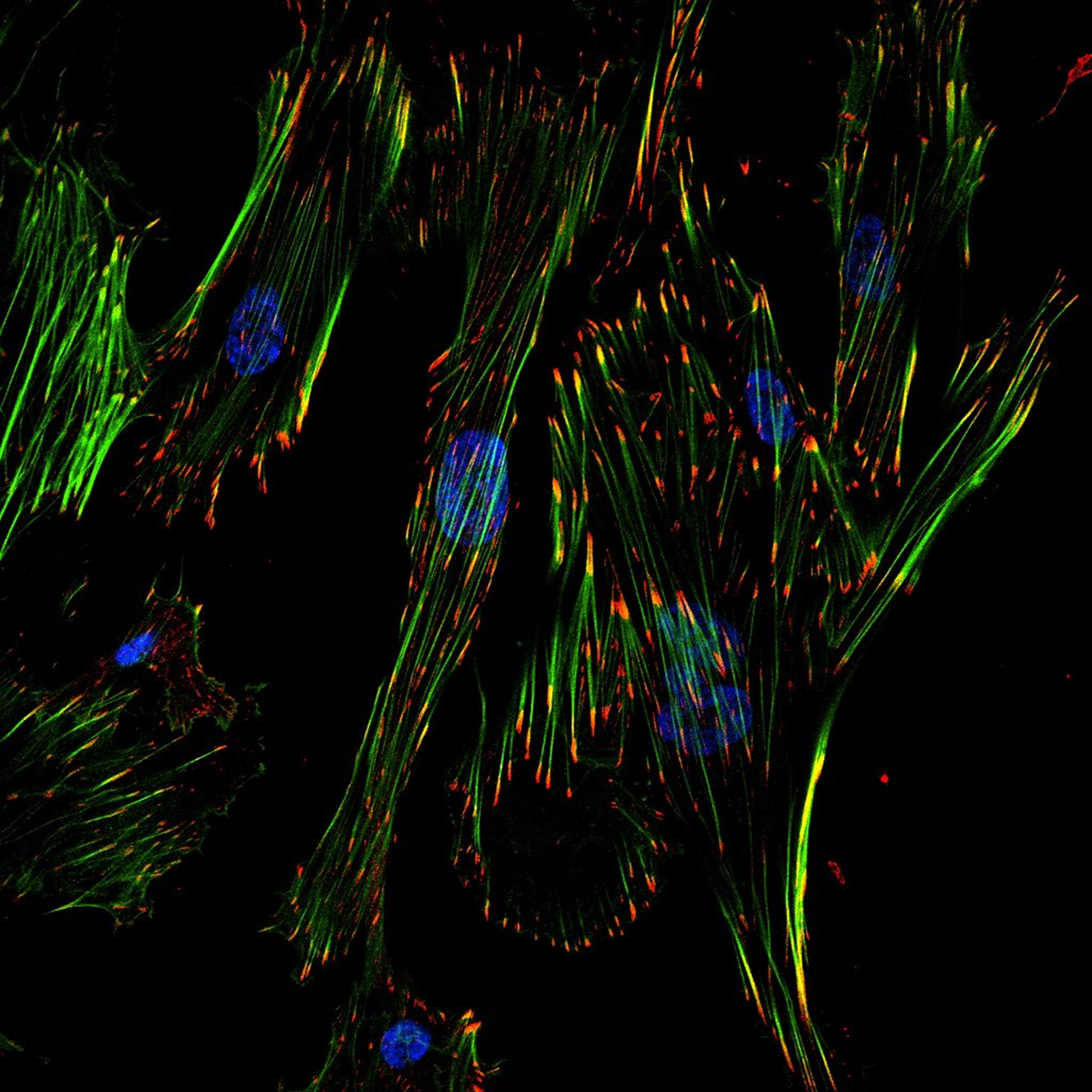 Your submission image