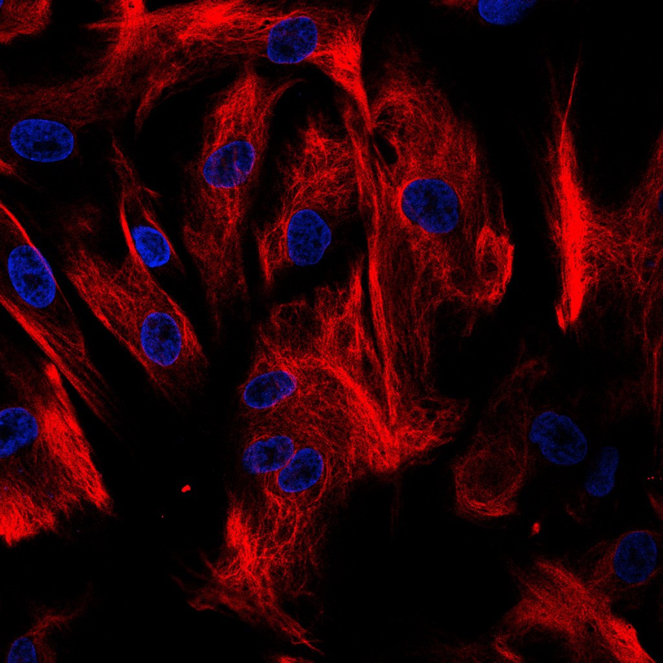 Your submission image