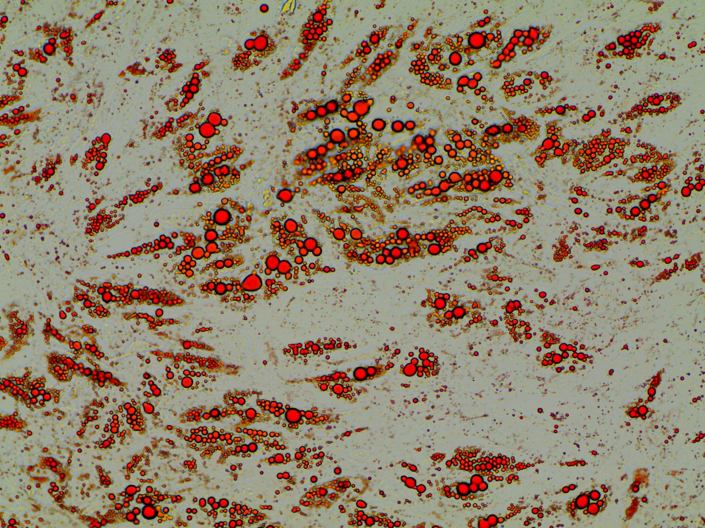 Your submission image