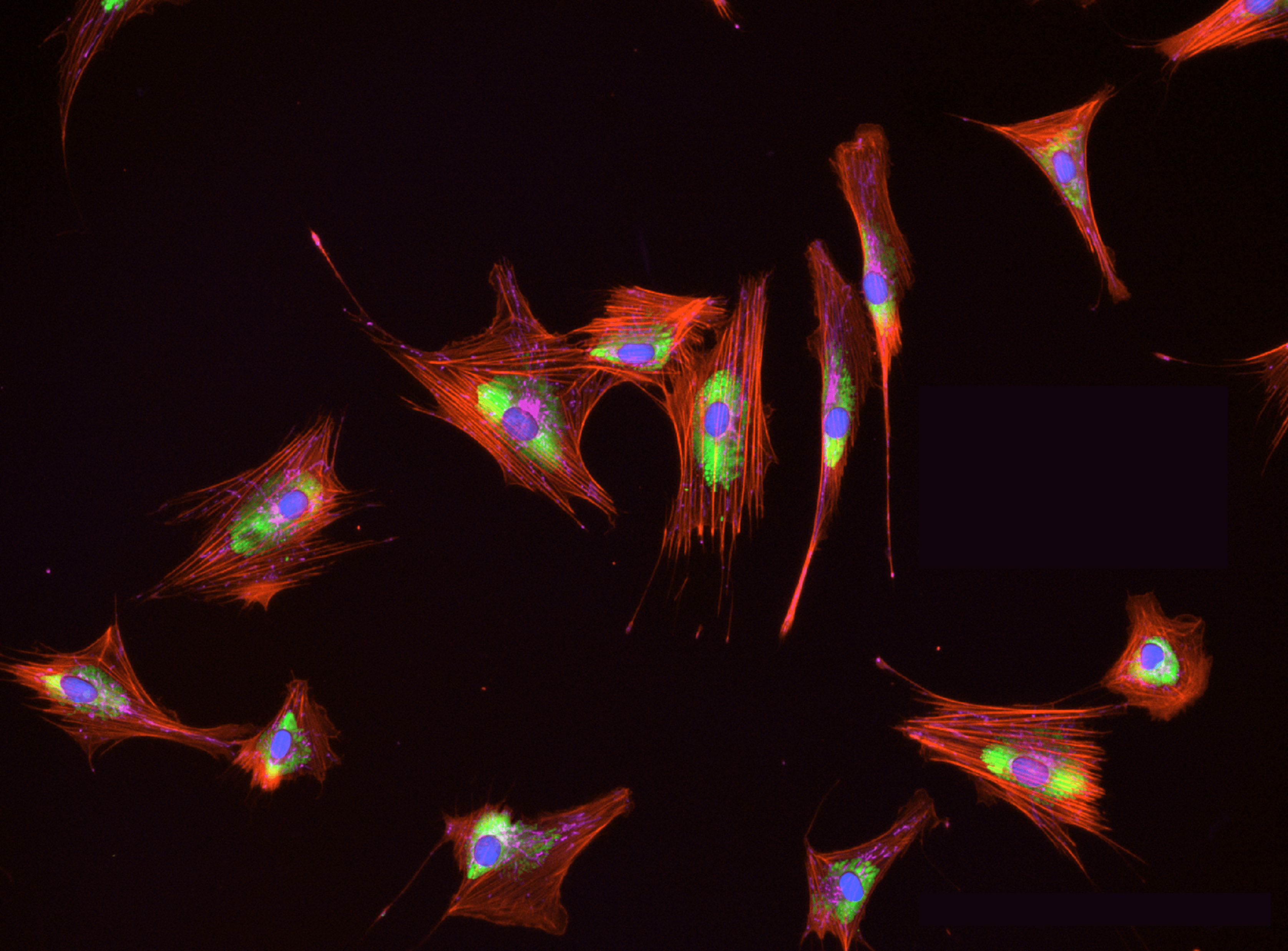 Your submission image