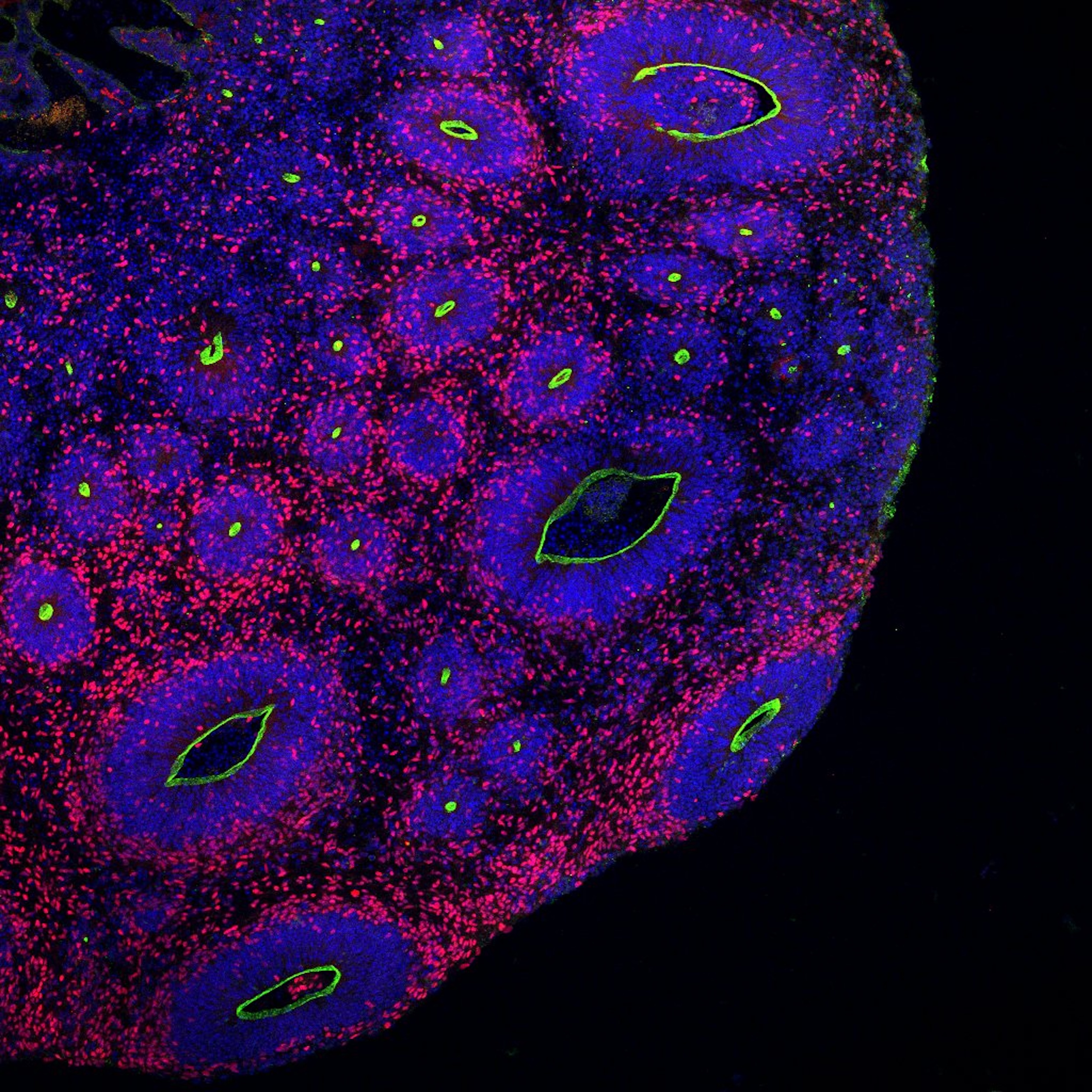 Your submission image