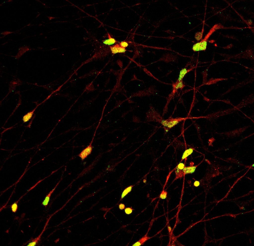 Your submission image