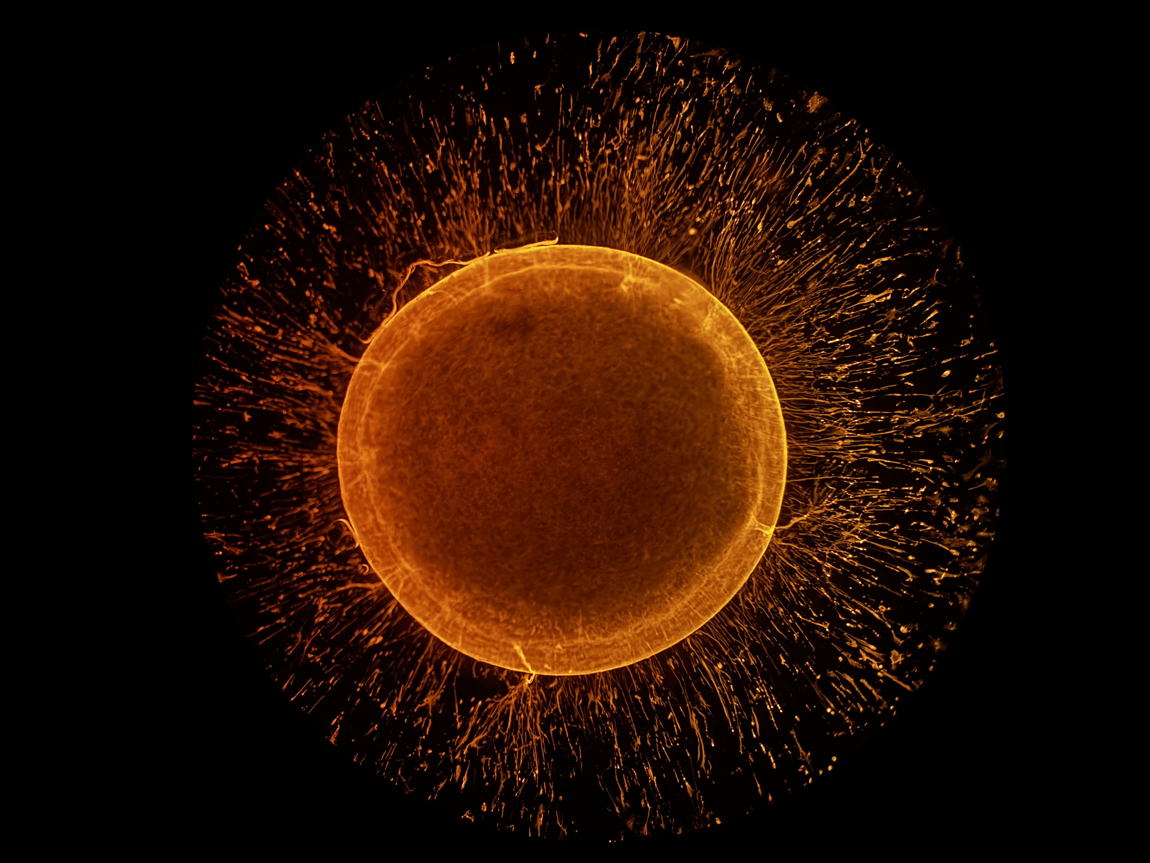 Your submission image