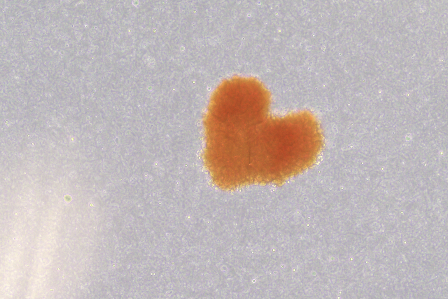 Your submission image